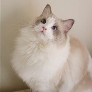 Meet your Posher, Jasmine